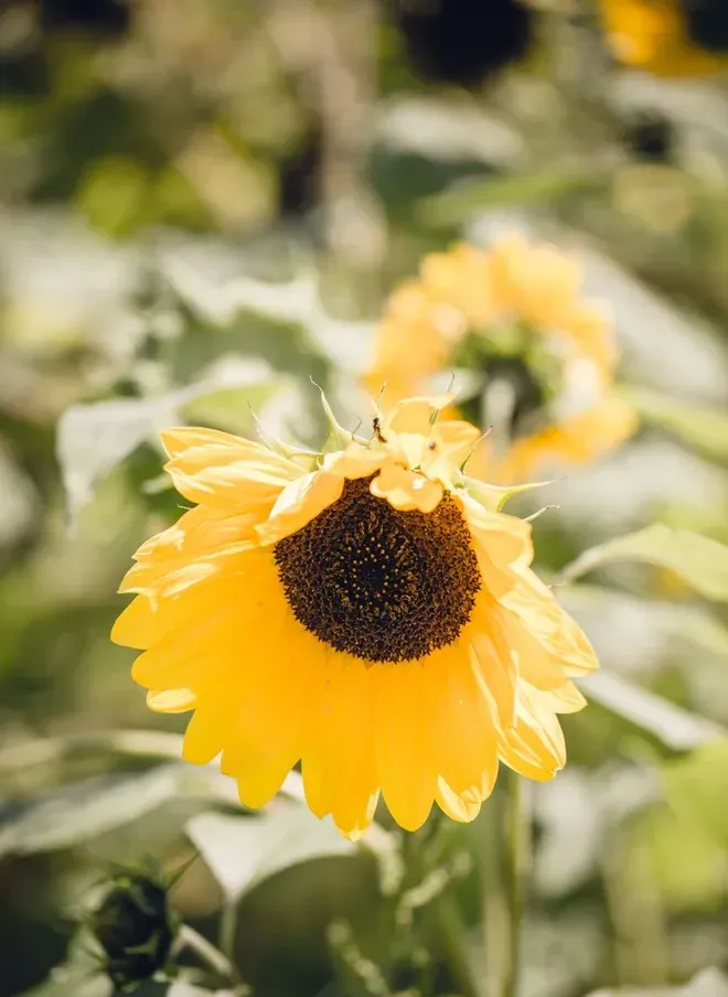 Eine Nahaufnahme einer Sonnenblume mit leuchtend gelben Blütenblättern und einem braunen Zentrum, umgeben von grünen Blättern. Die Blütenblätter sind in einem kreisförmigen Muster angeordnet.
