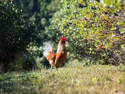 Ein Hahn steht in einem Grasbereich, möglicherweise in einem Garten, mit Bäumen und Pflanzen im Hintergrund.