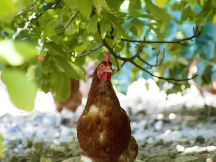 Ein braunes Huhn steht unter einem Baum mit grünen Blättern und einem Ast. Ein weiteres Huhn ist im Hintergrund. Der Boden ist mit kleinen Steinen bedeckt.