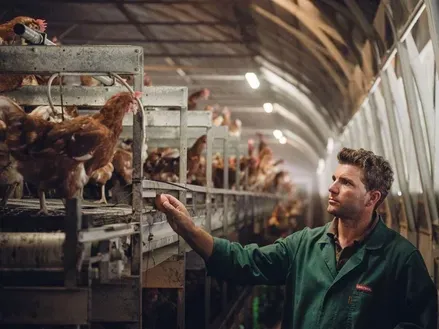 Ein Mann in einem grünen Jackett inspiziert eine große Gruppe von Hühnern in einem Geflügelbetrieb mit Metallkäfigen. Er berührt ein Huhn während der Inspektion des Bereichs.