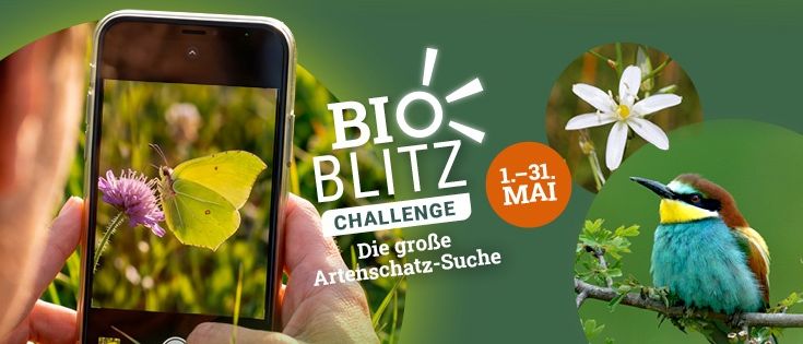 Ein Plakat zeigt eine Hand mit einem Telefon, auf dem ein Schmetterling und eine Blume abgebildet sind, und wirbt für die Bioblitz-Challenge vom 1. bis 31. Mai.