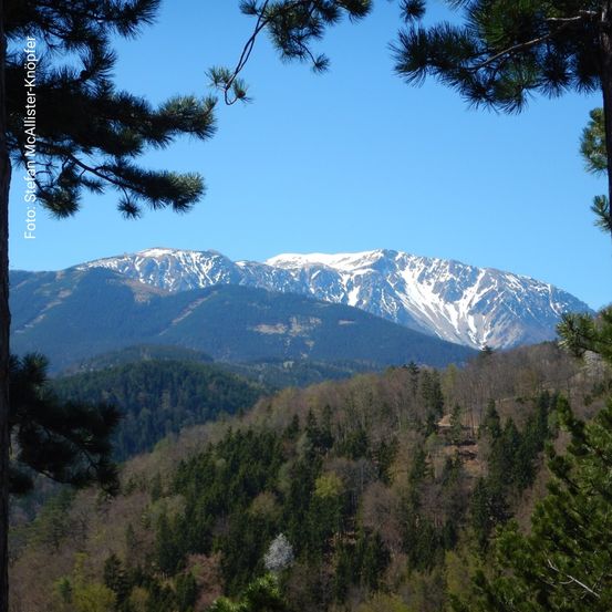 Schneebergblick vom Gösing