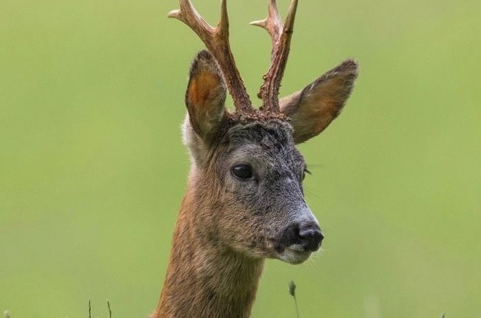 v1_migrated_image_34251144