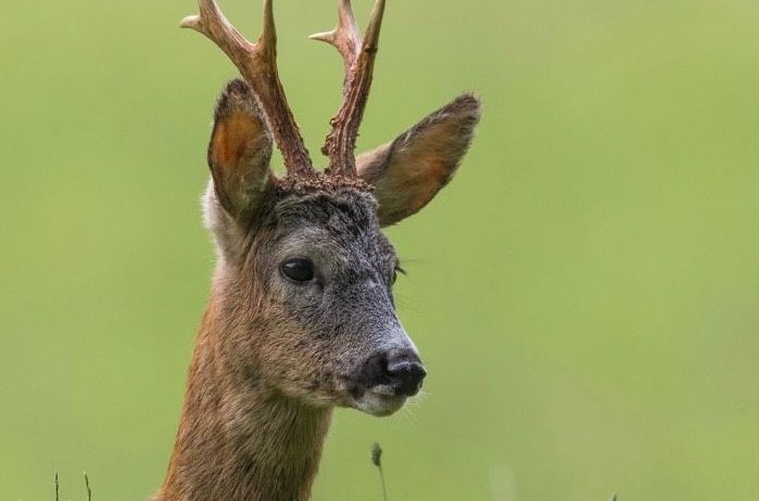 v1_migrated_image_21510182