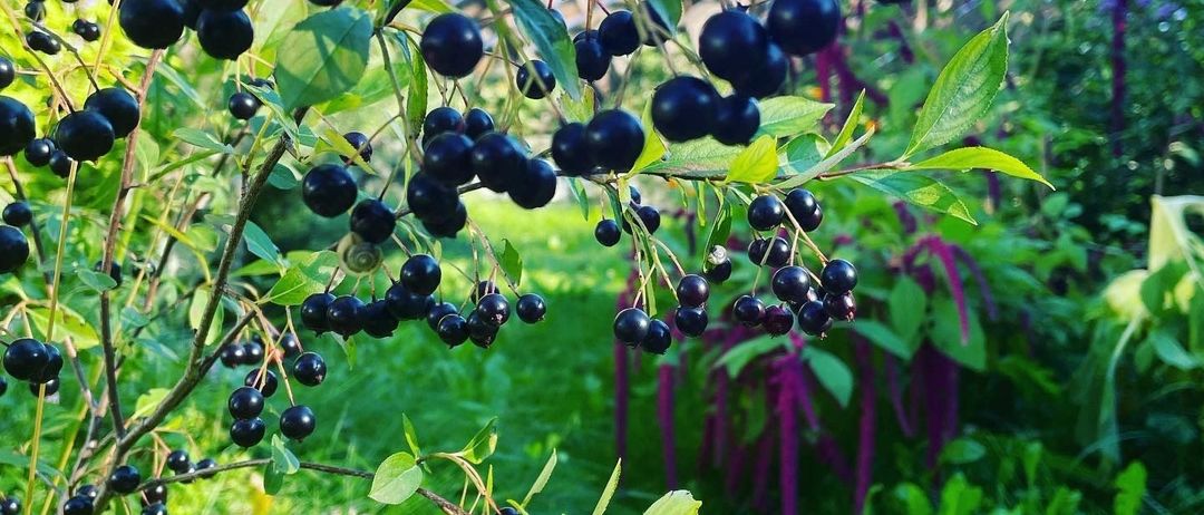 v1_migrated_image_80052781