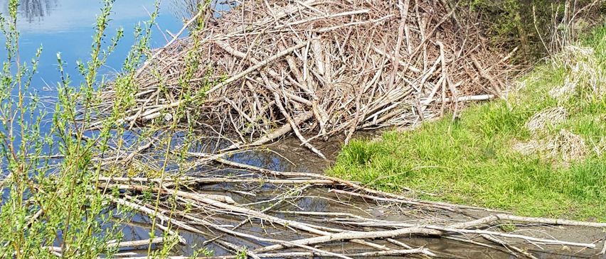 Bild enthält, Land, Nature, Outdoors, Pond, Water, Plant, Vegetation, Swamp, Lake, Tree