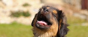 Bild enthält, Animal, Canine, Dog, Mammal, Pet, Puppy, Grass, Plant, German Shepherd