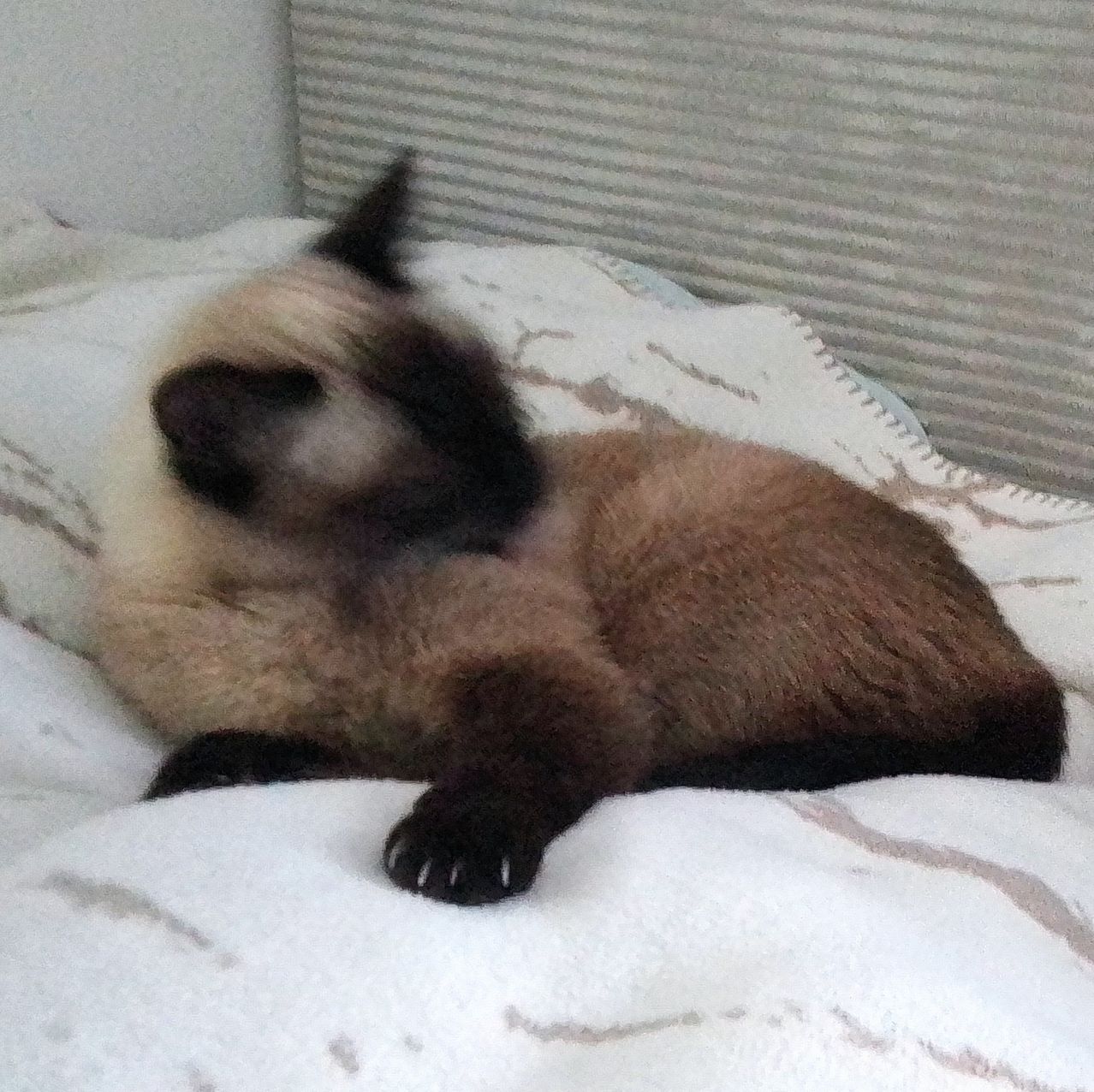 Eine Siamkatze mit dunkelbraunem Fell liegt auf einer weißen Decke auf einem Bett.