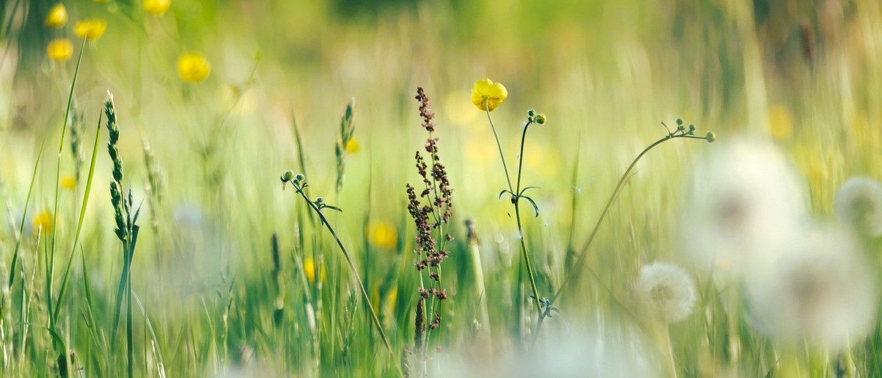 Ein Feld mit hohem Gras, gelben und violetten Blumen, einschließlich eines Löwenzahns, unter einem hellen Himmel.