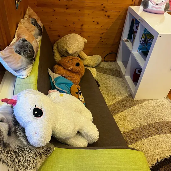 Interior Design, Home Decor, Animal, Cat, Mammal, Pet, Canine, Furniture, Person, Teddy Bear