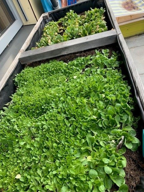 Bild enthält, Plant, Potted Plant, Planter, Vase, Garden, Outdoors, Herbal, Food, Leafy Green Vegetable, Produce