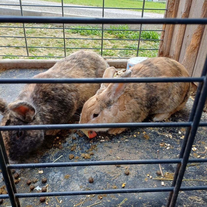 Zwei braune Kaninchen sind in einem Käfig. Ein Kaninchen frisst eine Karotte. Der Käfig ist aus Metall und Holz.