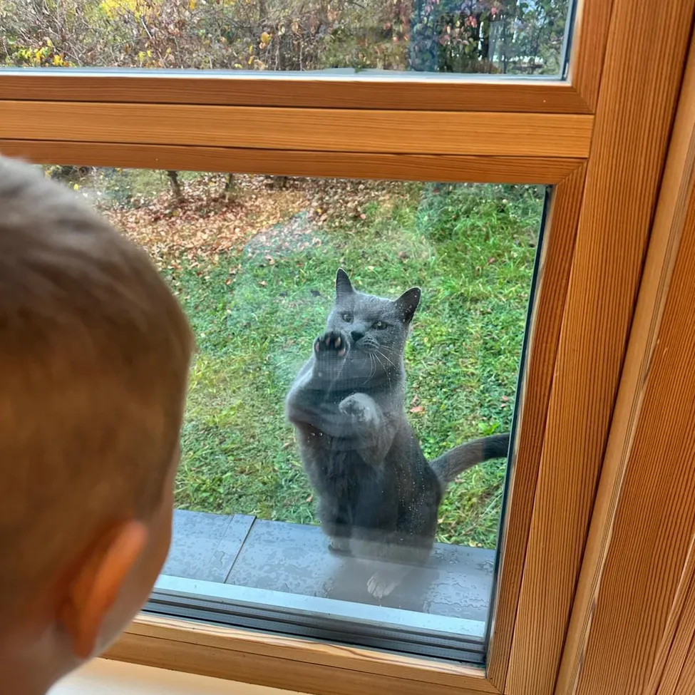 Ein junger Junge schaut aus einem Fenster auf eine Katze auf der anderen Seite. Die Katze steht auf ihren Hinterbeinen und berührt das Glas.