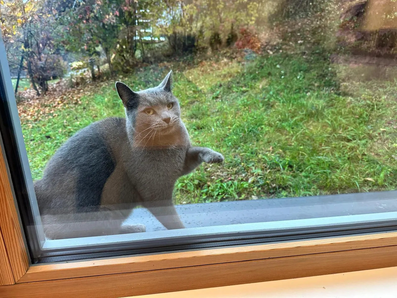 Eine graue Katze mit einem schwarzen Fleck auf dem Rücken schaut aus einem Fenster.