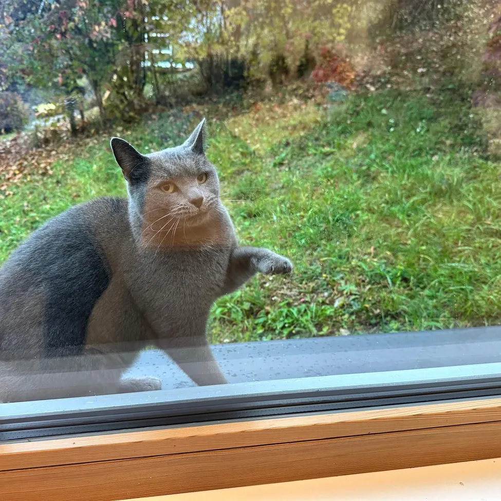 Eine graue Katze mit einem schwarzen Fleck auf dem Rücken schaut aus einem Fenster.