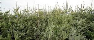 Bild enthält, Plant, Tree, Conifer, Vegetation, Spruce, Fir