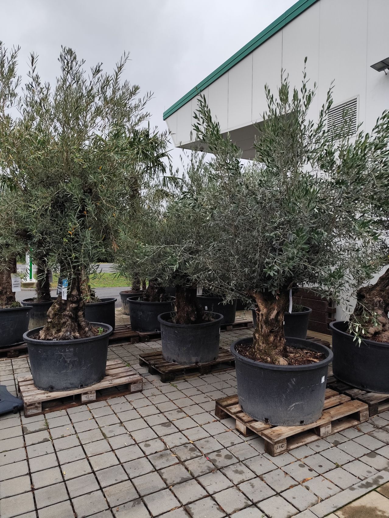 Mehrere Olivenbäume in Töpfen sind auf Holzpaletten vor einem Gebäude mit weißer Wand und grüner Einfassung angeordnet.