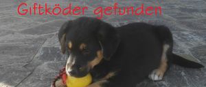 Ein schwarz-braunes Welpe liegt auf dem Boden und beißt auf einen gelben Ball mit einem roten Seil. Es sieht nach unten, und der Boden besteht aus Stein.
