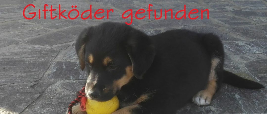 Ein schwarz-braunes Welpe liegt auf dem Boden und beißt auf einen gelben Ball mit einem roten Seil. Es sieht nach unten, und der Boden besteht aus Stein.