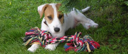 A white and brown puppy with a colorful rope toy is lying on the grass under a tree.