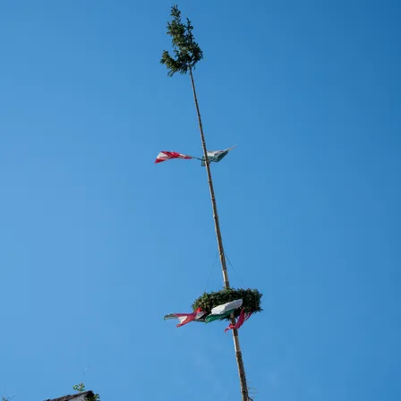 Ein hoher Baum mit grünem Laub und mehreren Fahnen in verschiedenen Höhen unter einem klaren blauen Himmel.