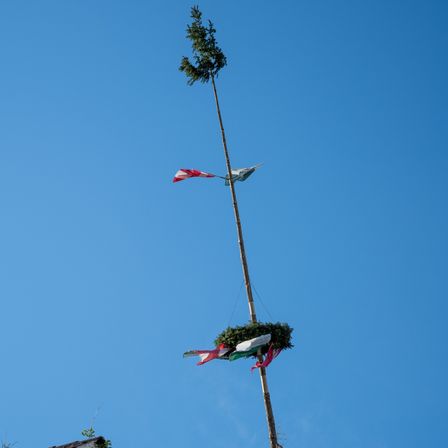 Ein hoher Baum mit grünem Laub und mehreren Fahnen in verschiedenen Höhen unter einem klaren blauen Himmel.