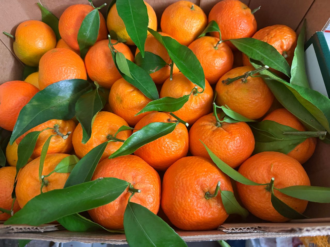 Eine Schachtel voller leuchtender, frischer Orangen, einige mit grünen Blättern, auf einer Pappunterlage platziert.