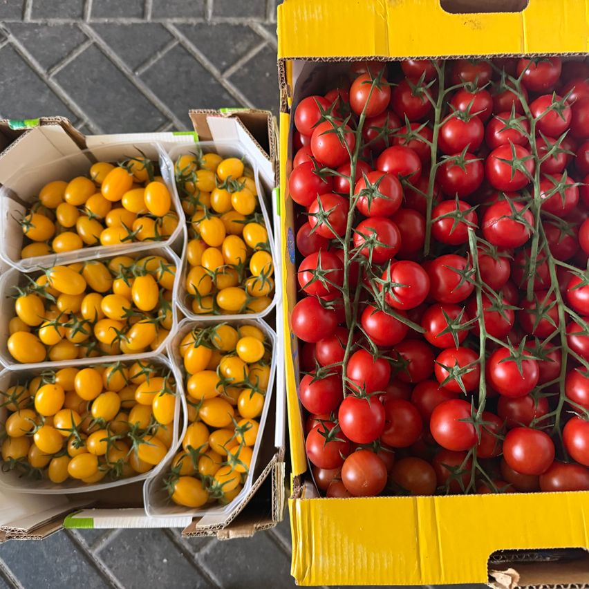 Zwei gelbe und rote Kirschtomaten in Kisten. Die gelben sind in kleineren Kisten und die roten in einer großen Kiste.