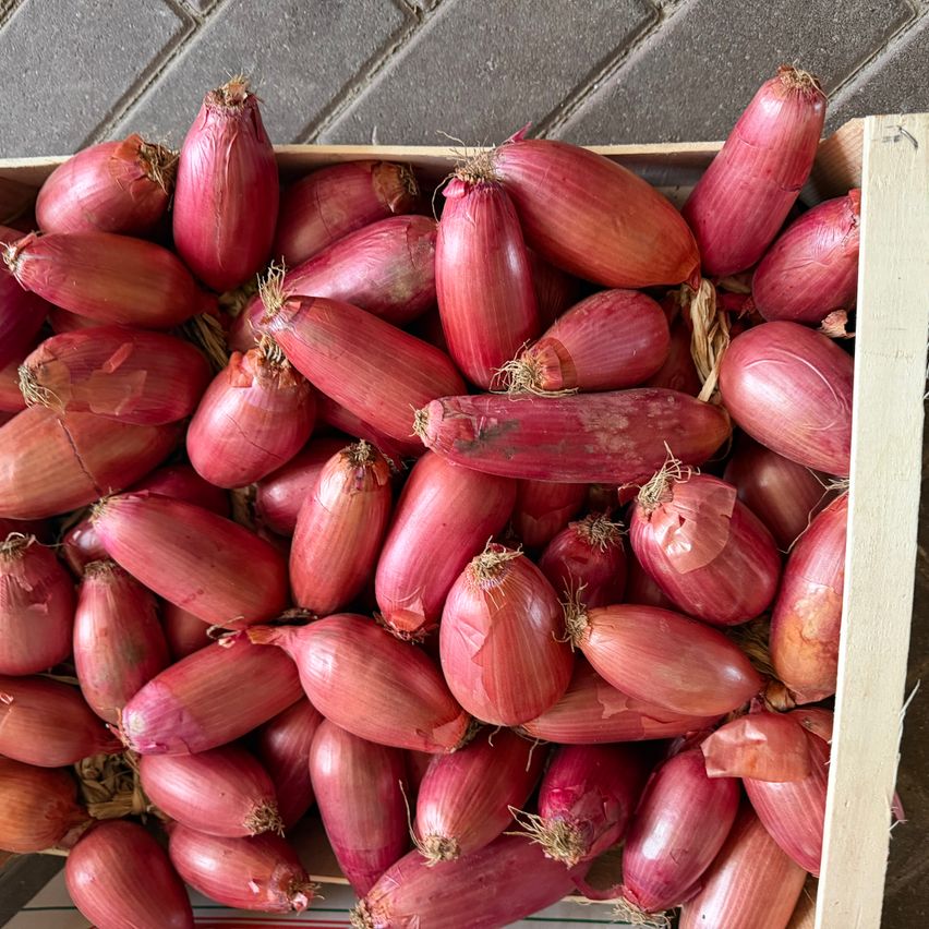 Ein Holzkasten gefüllt mit roten Zwiebeln, einige mit Stielen, auf einem Ziegelboden gestapelt.