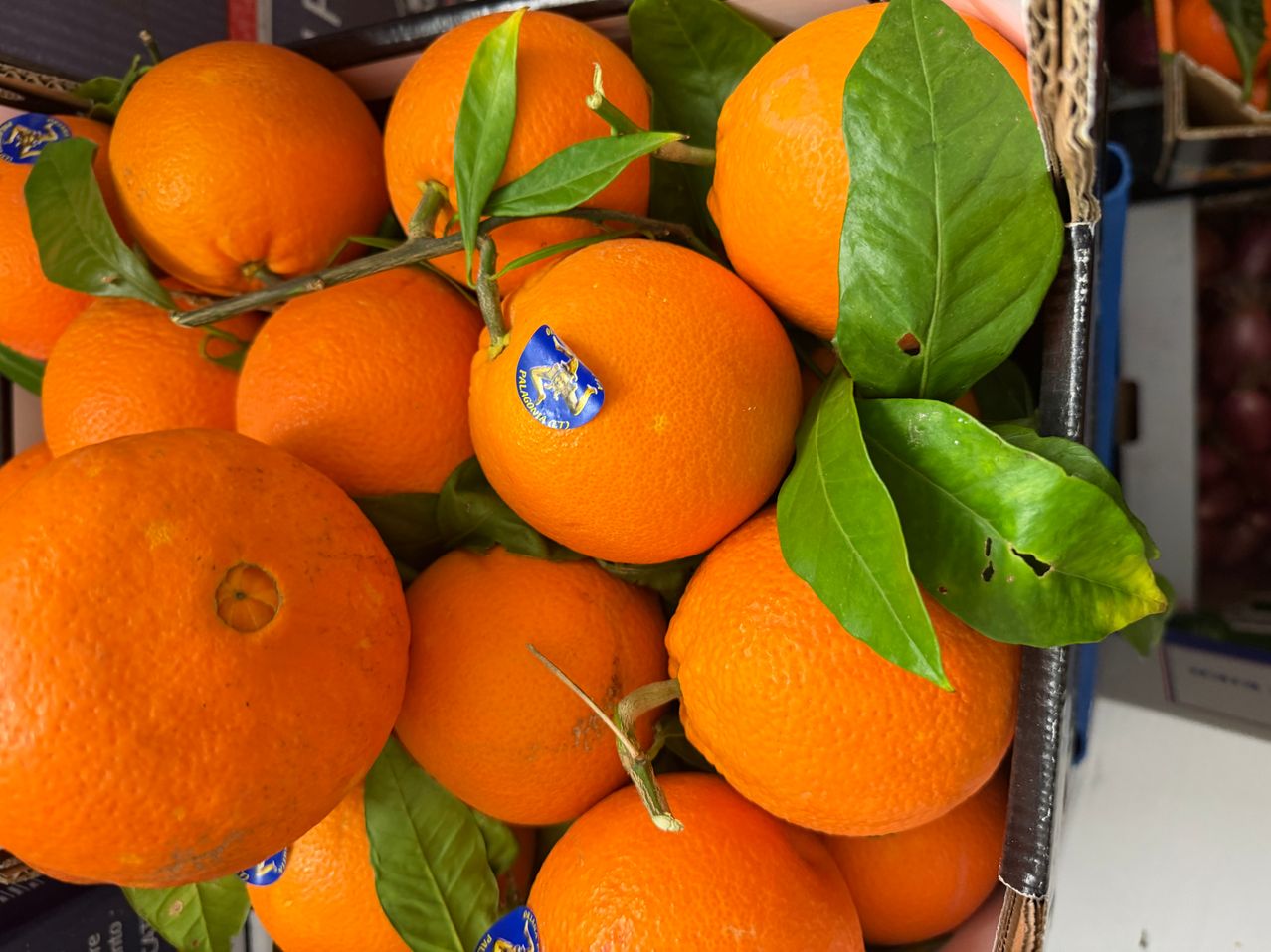 Eine Nahaufnahme von mehreren Orangen in einer Box, einige noch an Zweigen befestigt, mit blauen Aufklebern, die ein Logo tragen. Die Orangen haben einige Löcher und grüne Blätter.