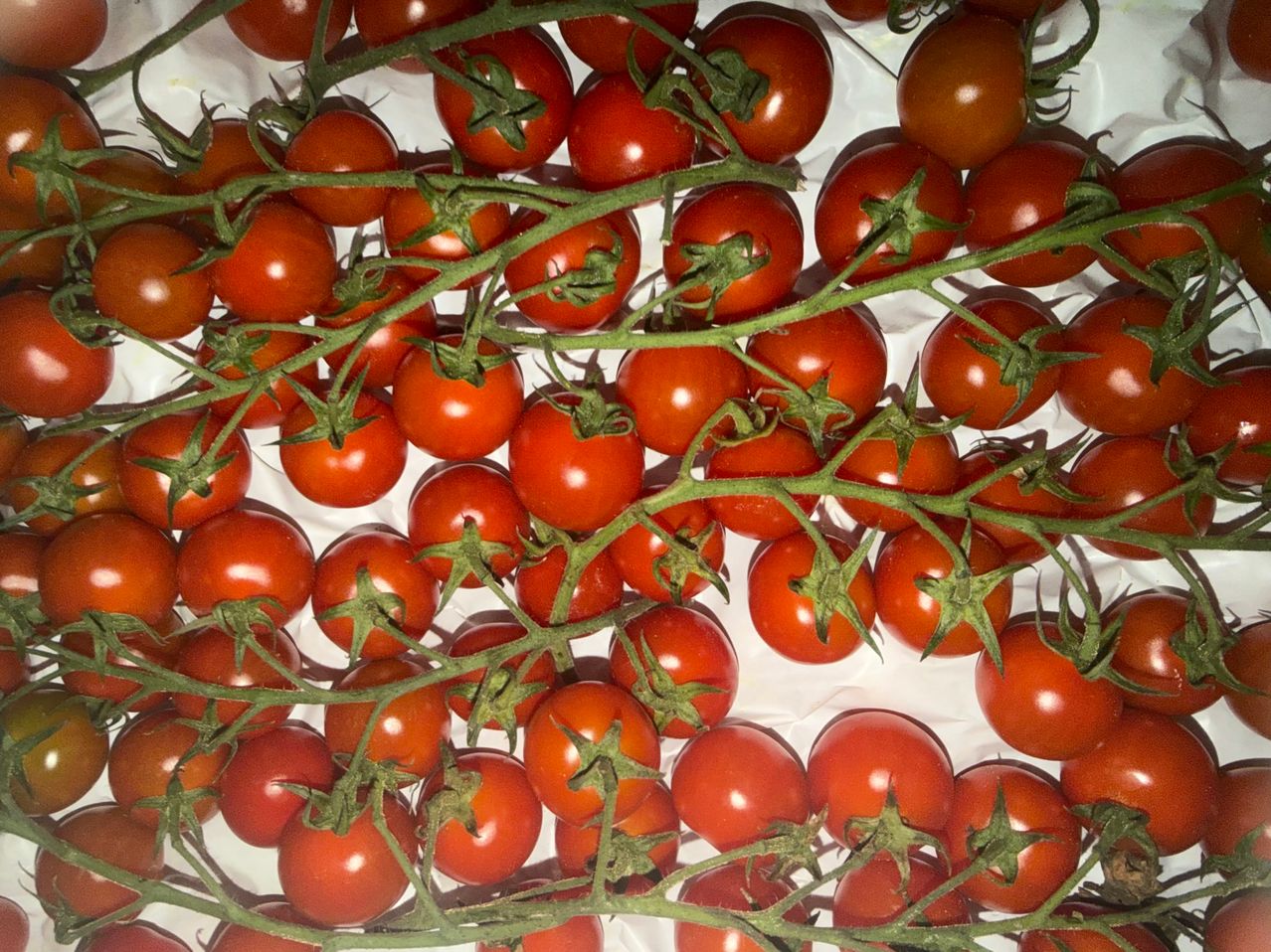 Ein Nahaufnahme von reifen roten Kirschtomaten auf grünen Stielen, ordentlich auf einer weißen Oberfläche angeordnet.