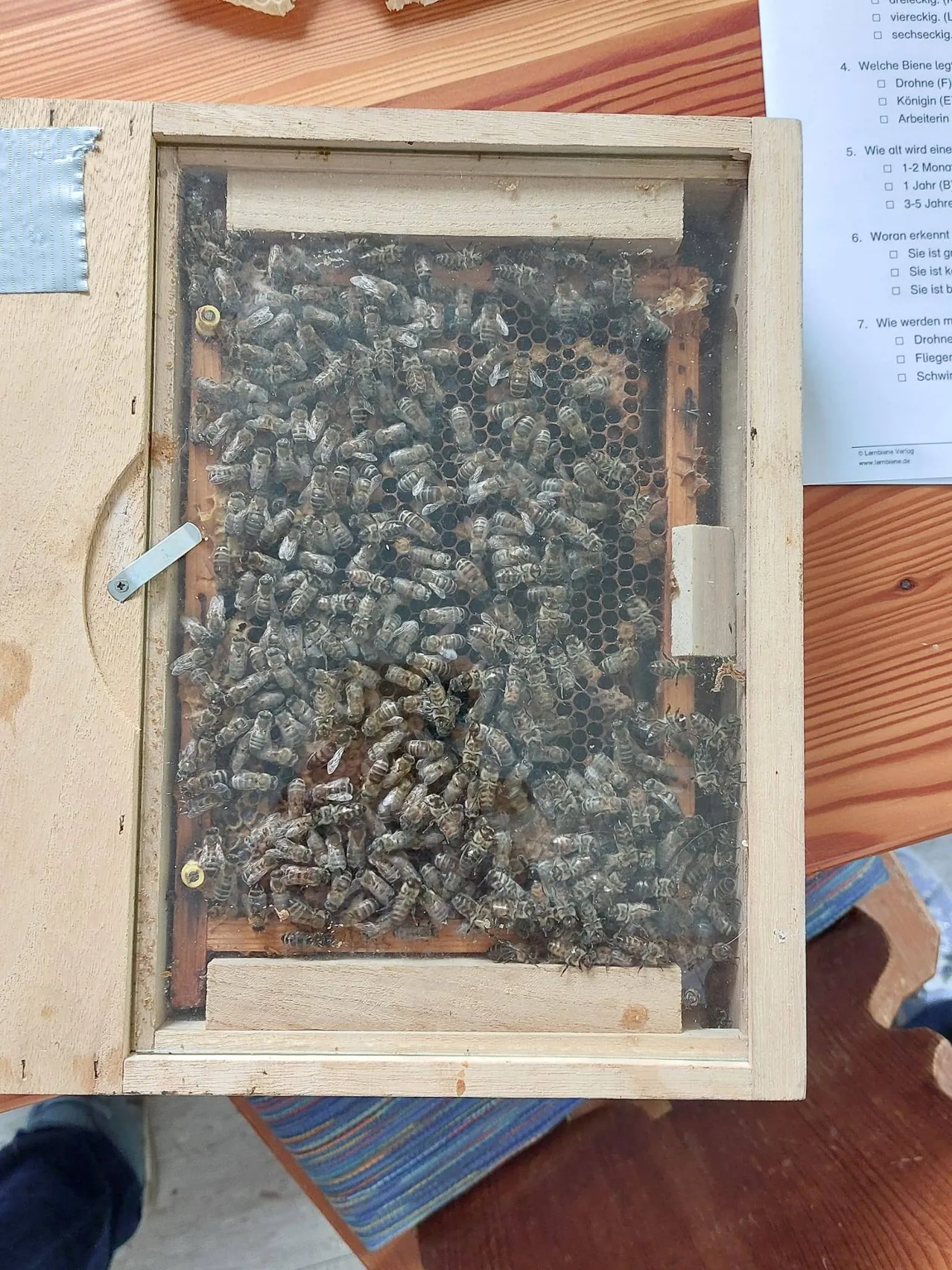 Ein hölzerner Bienenstock mit einem Glasfenster zeigt eine dichte Ansammlung von Bienen auf einem Bienenwaben. Der Bienenstock ist Teil eines Imkeraufbaus.