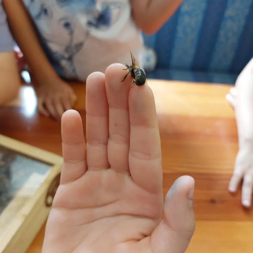 Eine Person hält ein kleines Insekt an ihrem Finger. Ein unscharfes Bild einer anderen Person ist im Hintergrund.