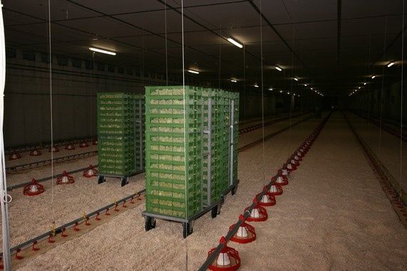 Ein Geflügelstall mit zwei Reihen grüner Kisten, jede mit mehreren Ebenen, in einem langen, schwach beleuchteten Korridor platziert. Rote Futterspender säumen die Seiten der Gänge.