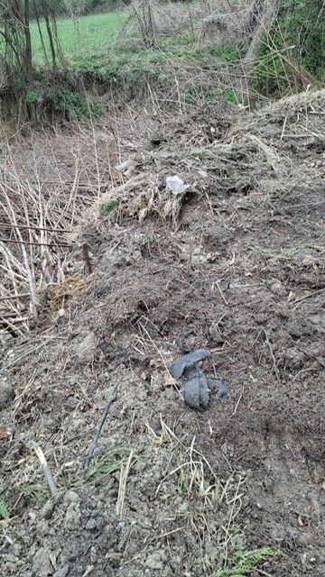 Ein schlammiger Bereich mit verstreuten Pflanzen und Abfällen. Ein Schildkrötenkörper liegt auf dem Boden.