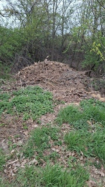 Ein kleiner Haufen Blätter und Abfälle auf dem Boden, umgeben von grünen Pflanzen und Büschen. Das Gebiet befindet sich in einem Wald.