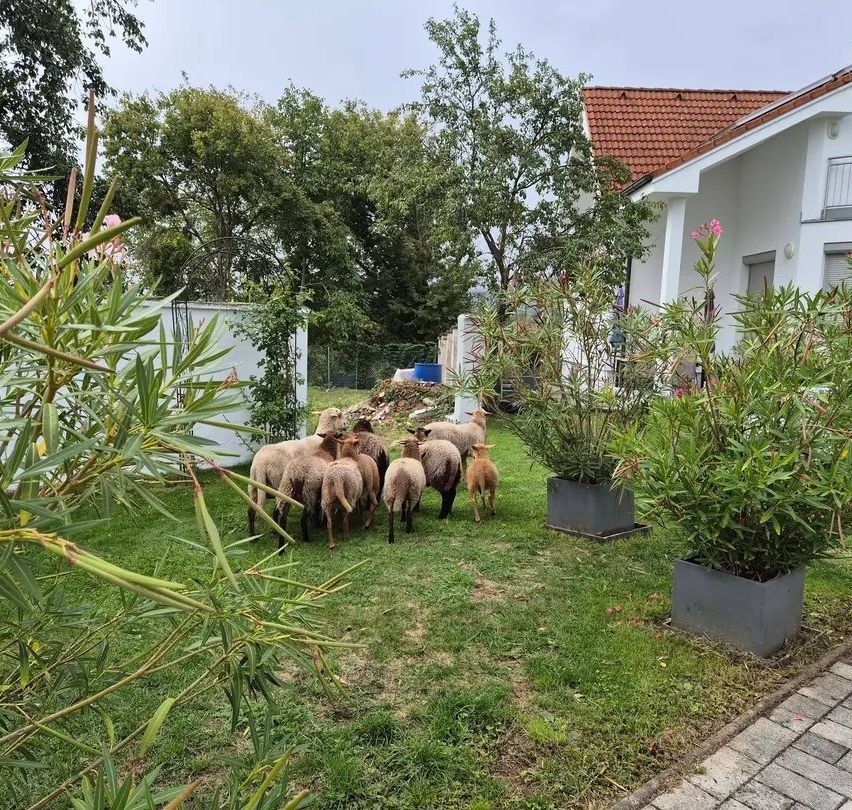 A group of sheep are grazing in a backyard with a house and trees in the background.