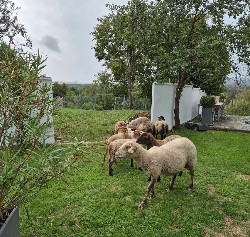 A flock of sheep is grazing on a grassy field with a white wall and trees in the background.