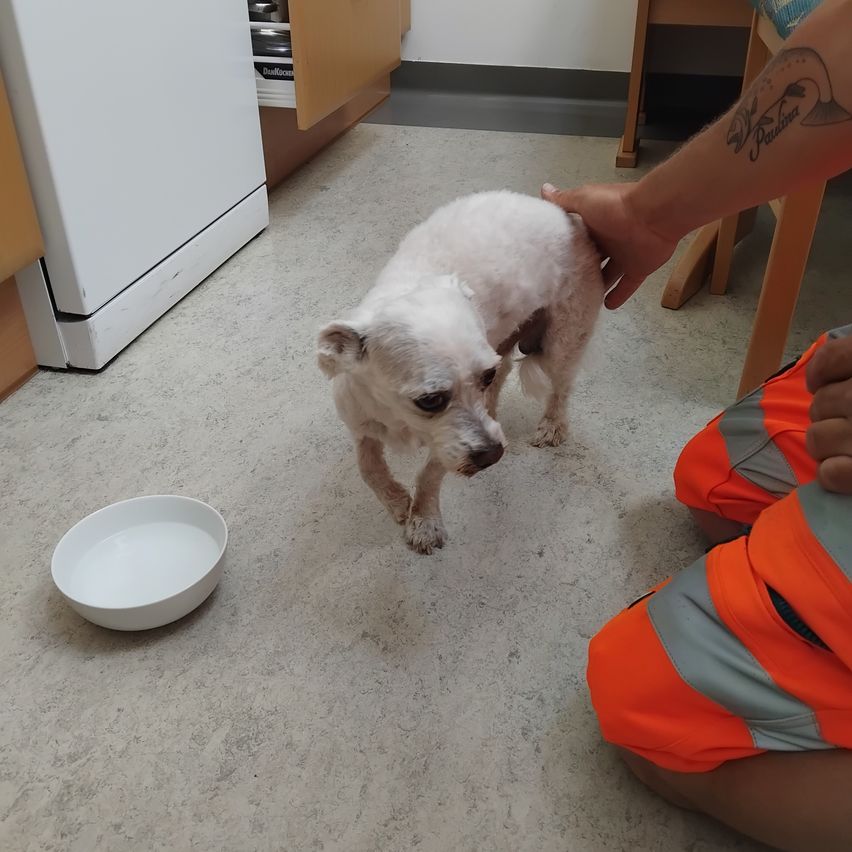 A person pets a white dog in a room with a bowl on the floor, a white refrigerator, and a wooden cabinet.