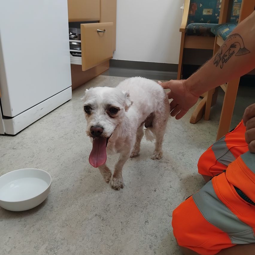 A person in orange shorts pets a small, white dog with a pink tongue in a room with a white bowl.