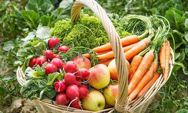 Ein Korb voller verschiedener Gemüsesorten und Früchte, darunter Äpfel, Karotten und Radieschen, auf einem grünen Feld.