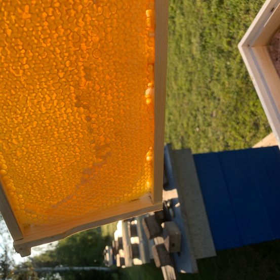 Bild enthält, Food, Honey, Honeycomb, Apiary