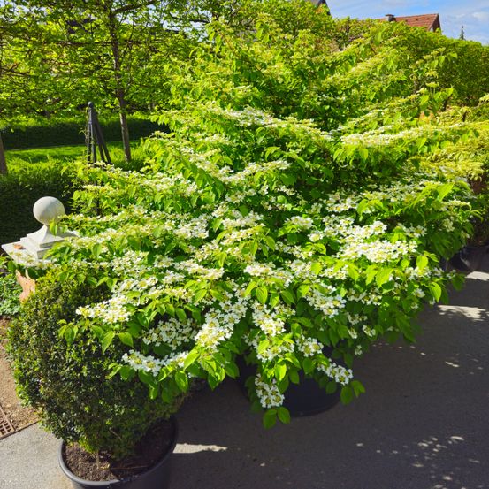 Ein Heckenbusch mit weißen Blüten ist von anderen Pflanzen umgeben, darunter ein grüner Heckenbusch.