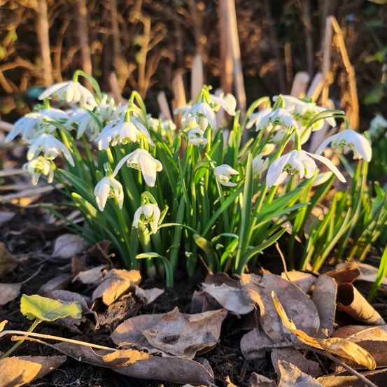 Eine Nahaufnahme einer Gruppe von Schneeglöckchen, die in einem Garten mit grünen Blättern und trockenen Blättern auf dem Boden wächst.
