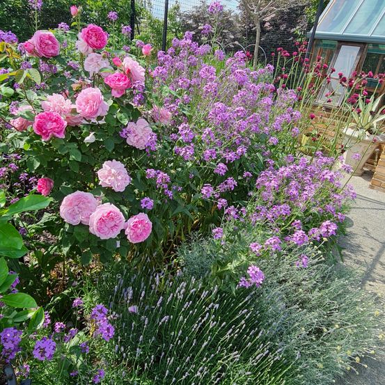 Ein Garten mit verschiedenen bunten Blumen, darunter rosa Rosen, Lavendel und lila Blumen, ist von grünen Pflanzen umgeben.