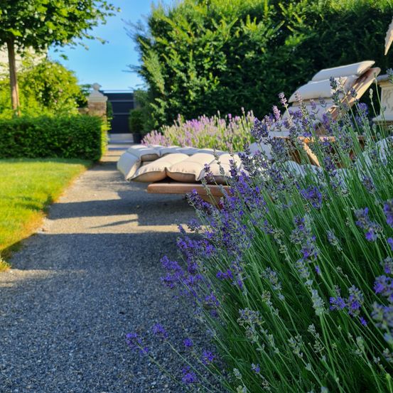 Ein Kiesweg gesäumt von Lavendelblüten und zwei gepolsterten Liegestühlen.