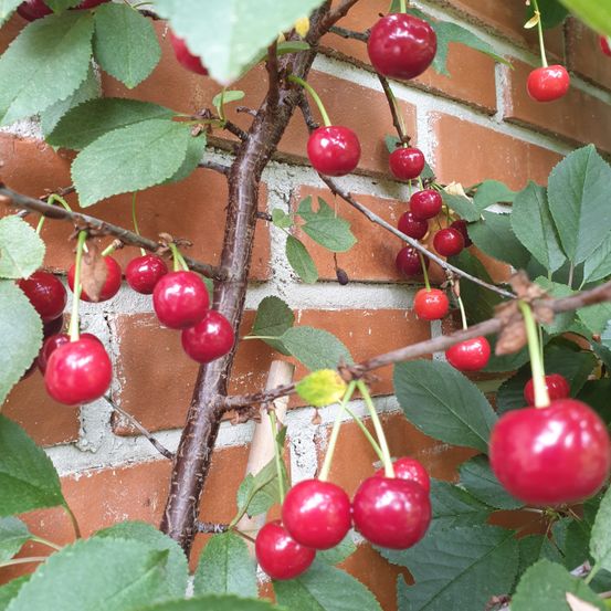 Eine Nahaufnahme von roten Kirschen, die von Ästen hängen, die an einer Ziegelmauer befestigt sind.