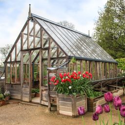 Ein hölzerner Gewächshaus mit Glasdach und offener Tür, das einen hölzernen Pflanzkasten mit roten und weißen Blumen enthält, umgeben von lila Tulpen und Bäumen.