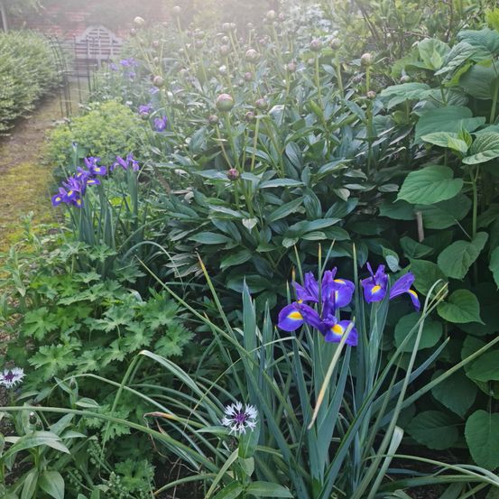 Ein Garten mit verschiedenen Pflanzen, darunter hohe lila Iris, grüne Blätter und eine weiße Blume auf dem Boden.