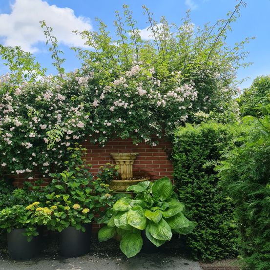 Ein Garten mit einer ziegelsteinwand, die mit rosa Blumen bedeckt ist, und einem Brunnen mit Pflanzen und Büschen.